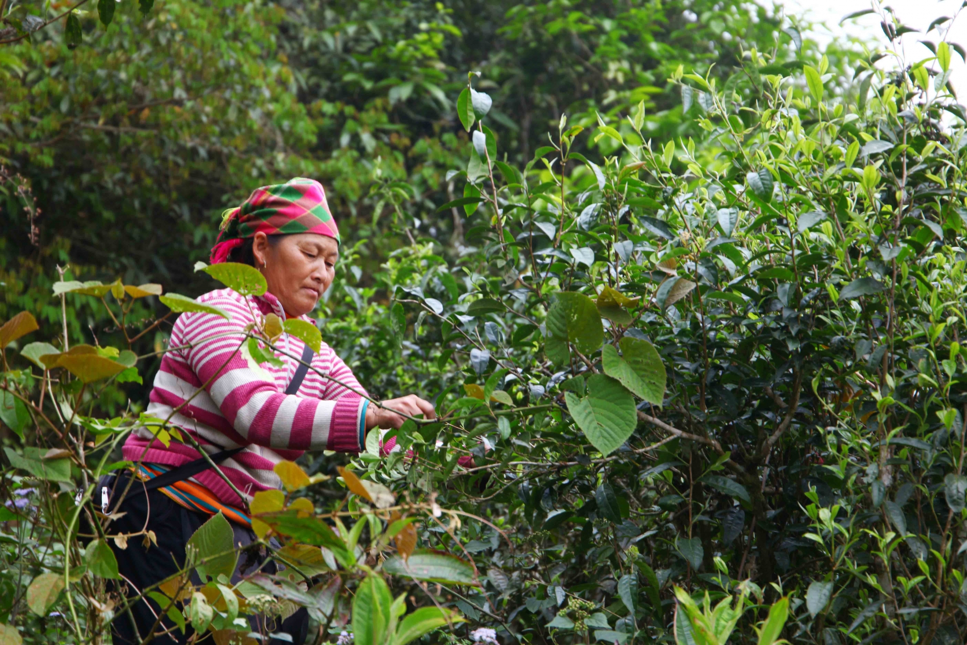 Tay Con Linh Mountain - rooftop of northeastern Vietnam Tay Con Linh Mountain - rooftop of northeastern Vietnam
