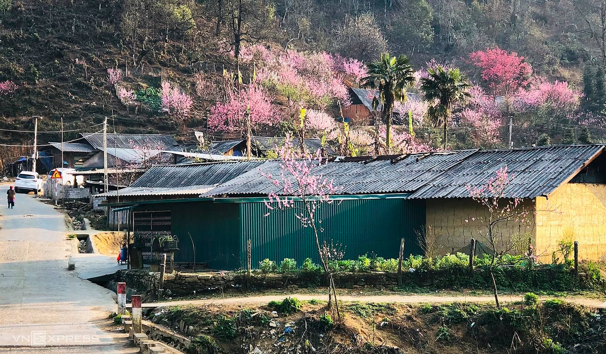 Peach blossoms adorn mountain foot village in Y Ty