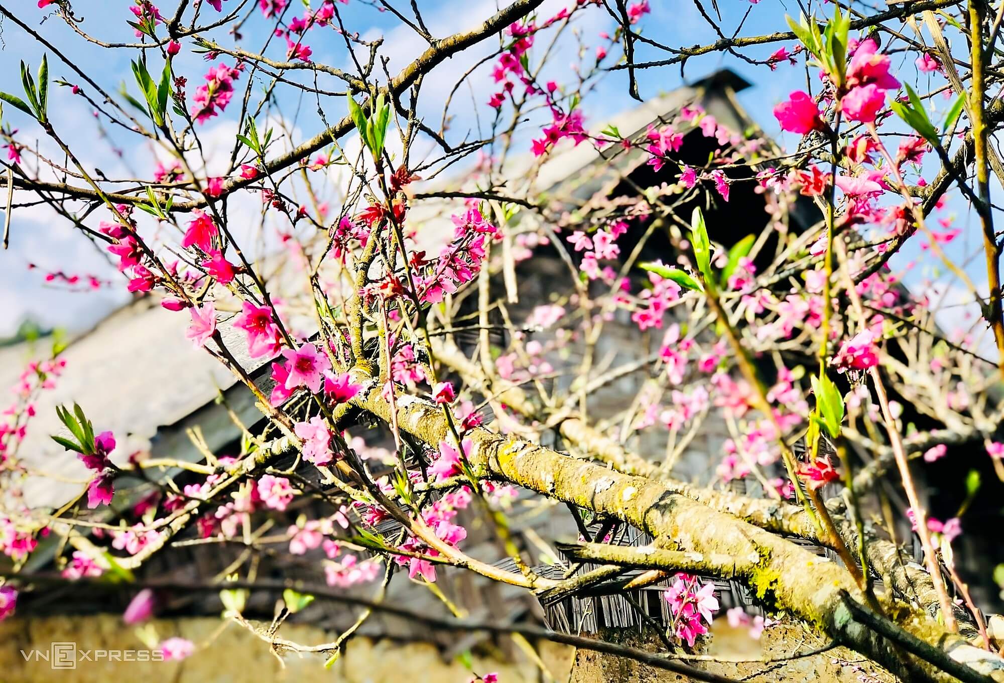 Peach blossoms adorn mountain foot village in Y Ty