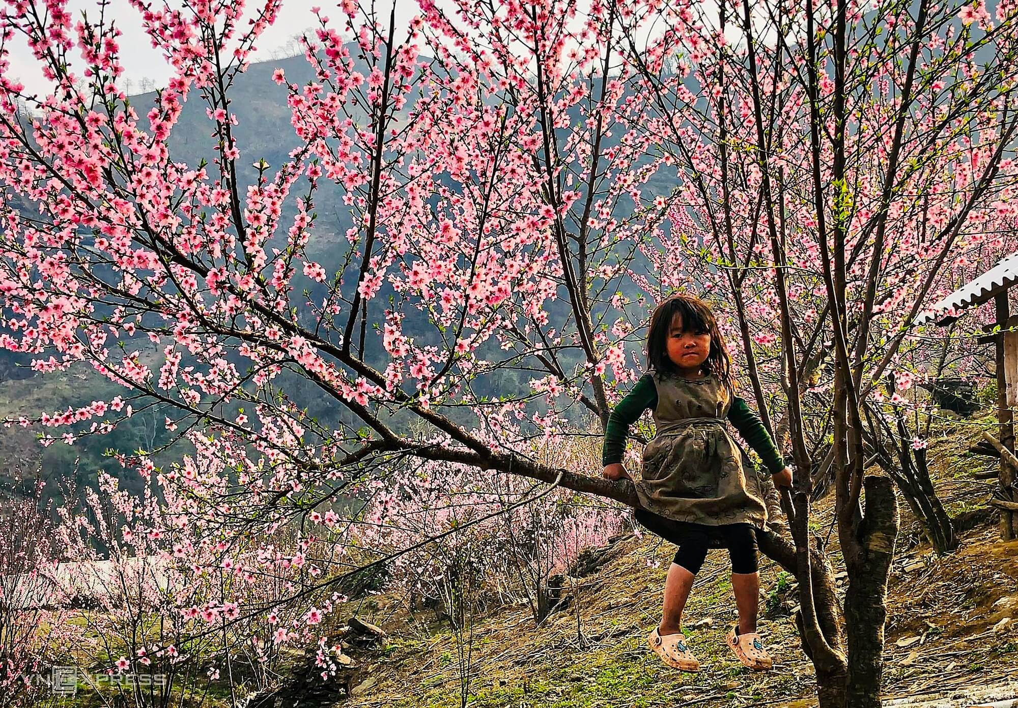 Peach blossoms adorn mountain foot village in Y Ty