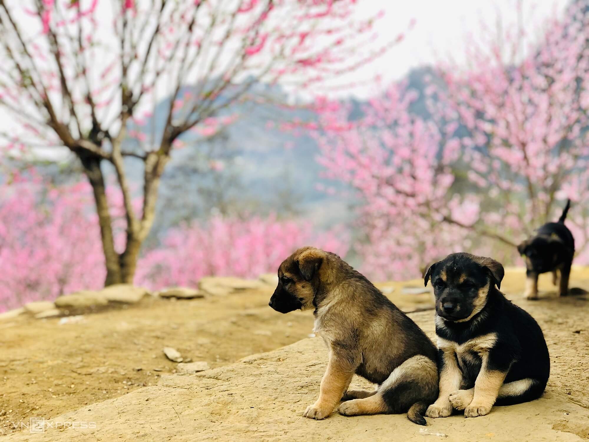 Peach blossoms adorn mountain foot village in Y Ty