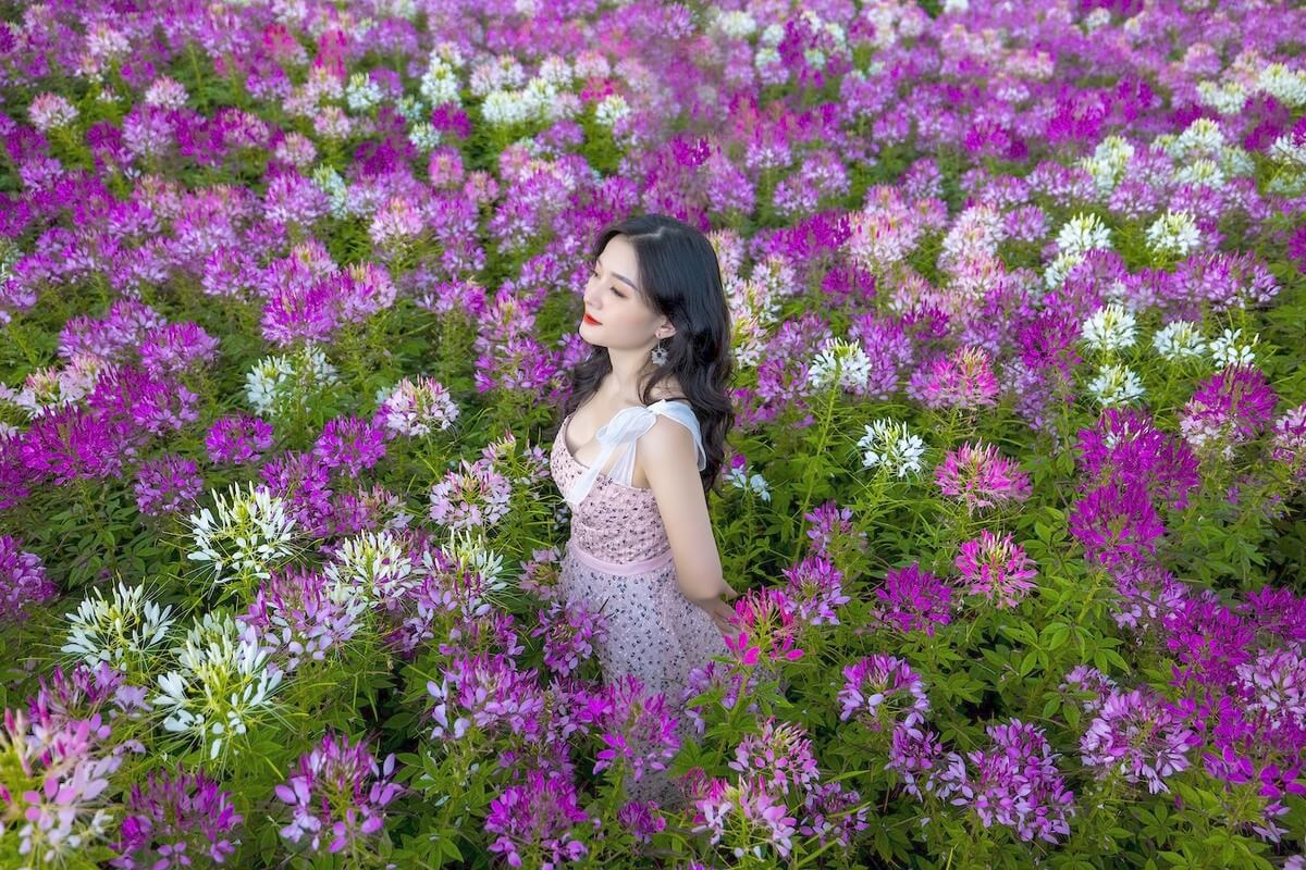 Flowers bloom brilliantly on the way to the top of Fansipan Flowers bloom brilliantly on the way to the top of Fansipan