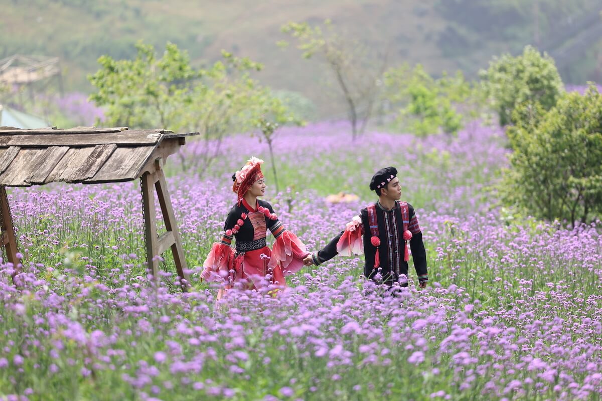 Flowers bloom brilliantly on the way to the top of Fansipan Flowers bloom brilliantly on the way to the top of Fansipan