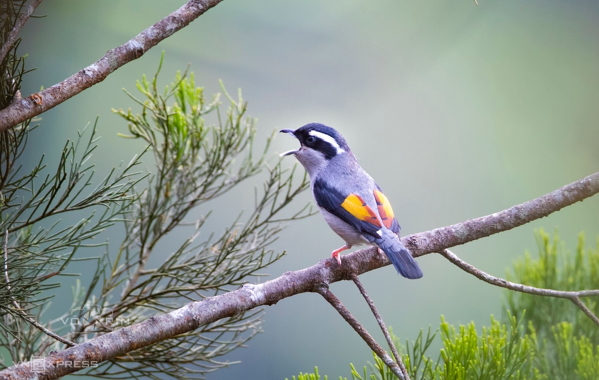 Kingdom of birds rules over Bach Ma mountain peak