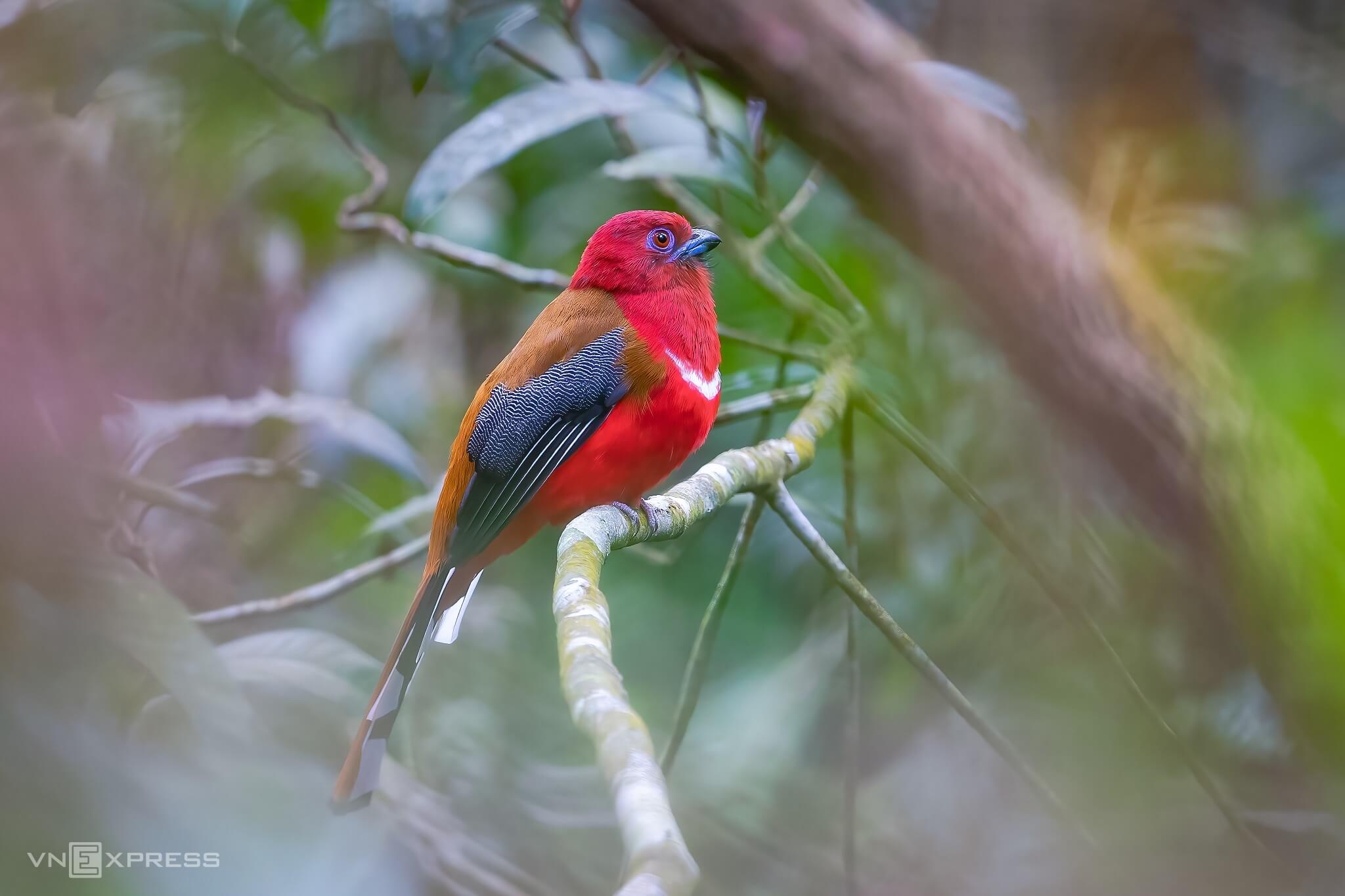 Kingdom of birds rules over Bach Ma mountain peak