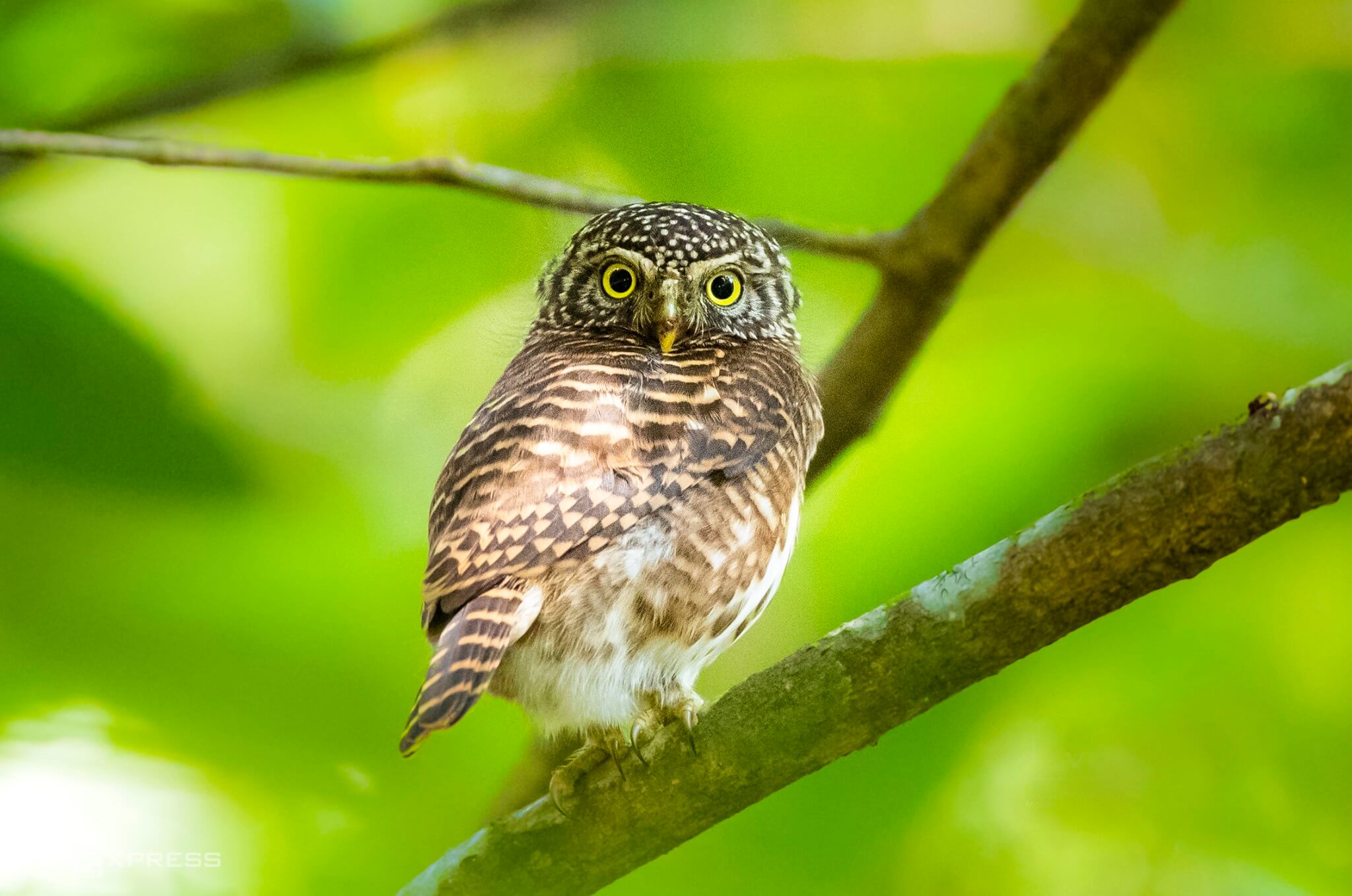 Kingdom of birds rules over Bach Ma mountain peak