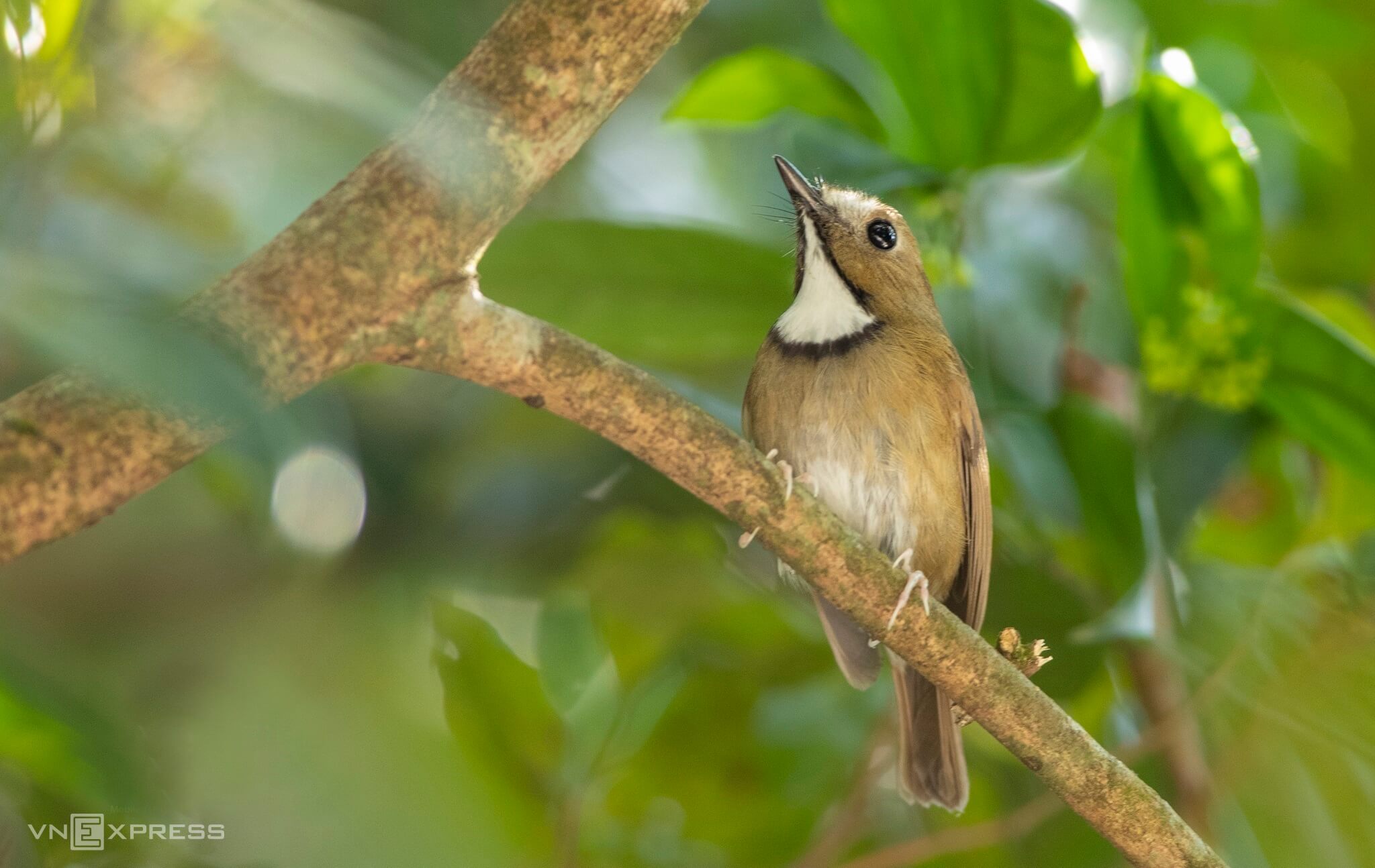 Kingdom of birds rules over Bach Ma mountain peak