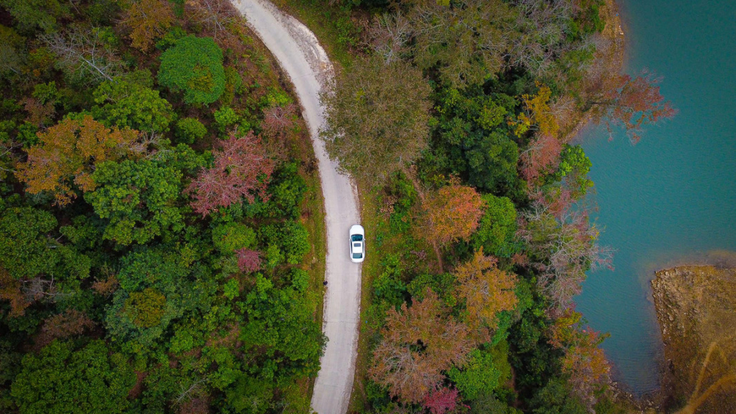 The Best time to see Maple tree in in northern Vietnam