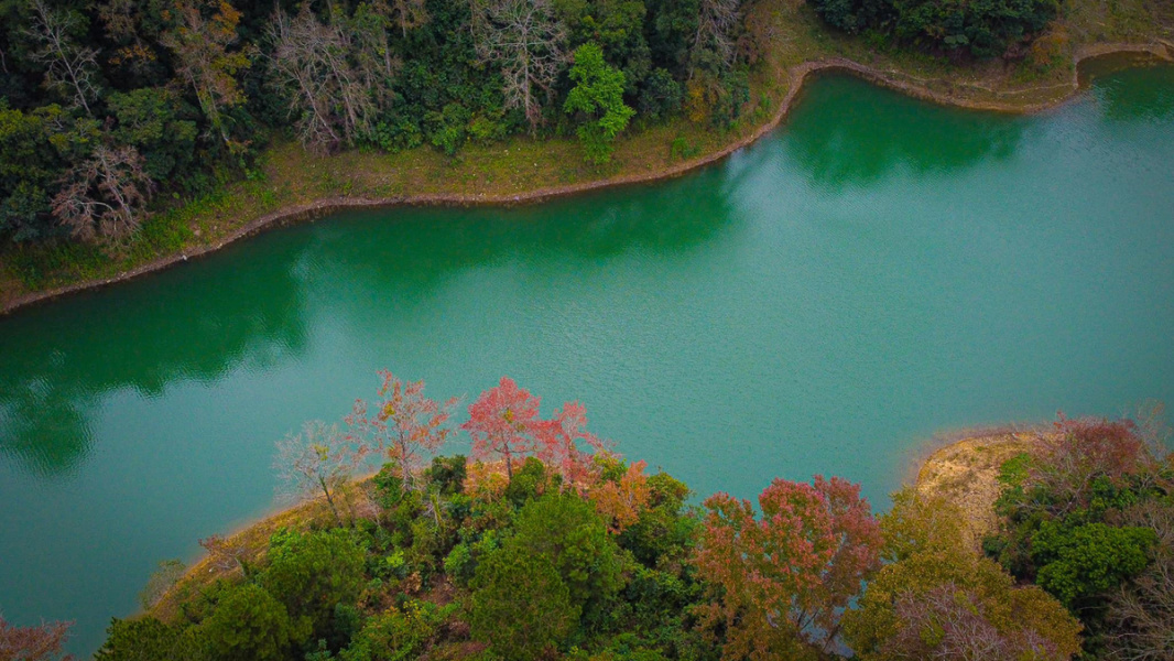 The Best time to see Maple tree in in northern Vietnam
