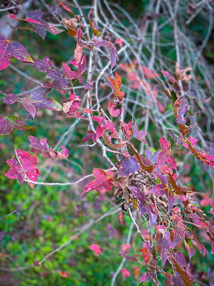The Best time to see Maple tree in in northern Vietnam