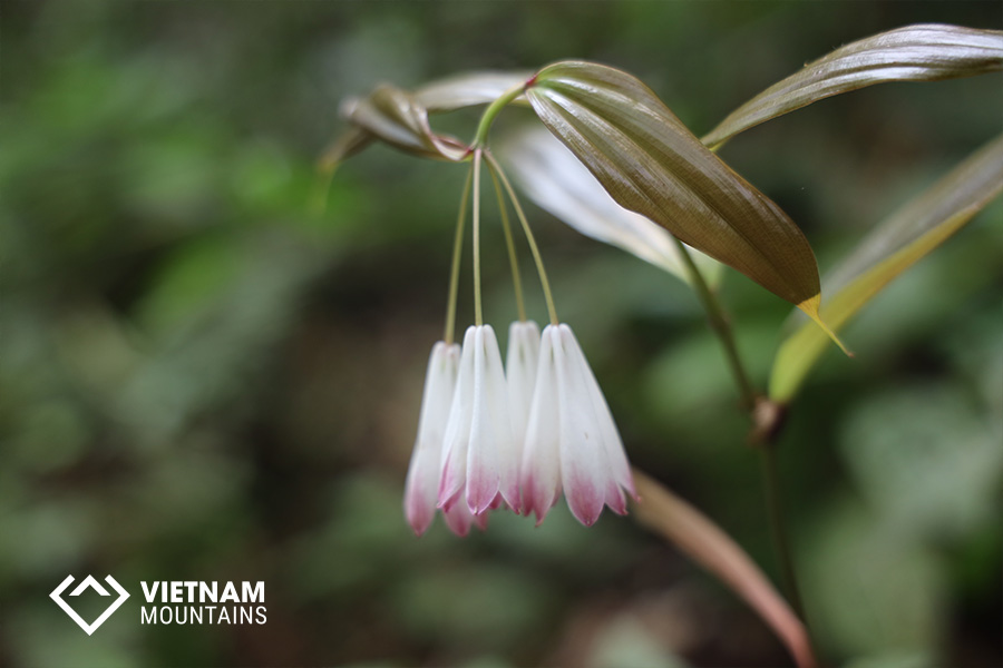 Nam Kang Ho Tao Mountain - The Forgotten Legend