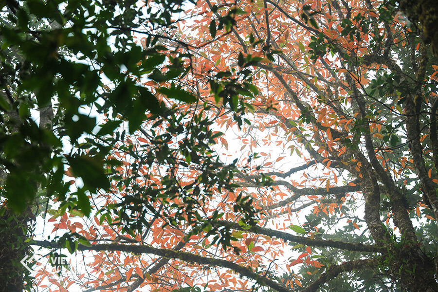 Some reds in green forest - PoMaLung mountain