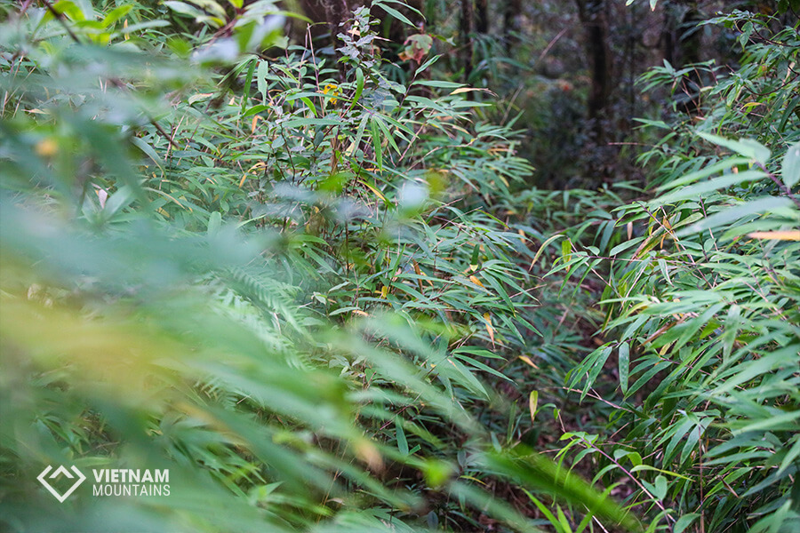 Majestic Forest in PoMaLung mountain