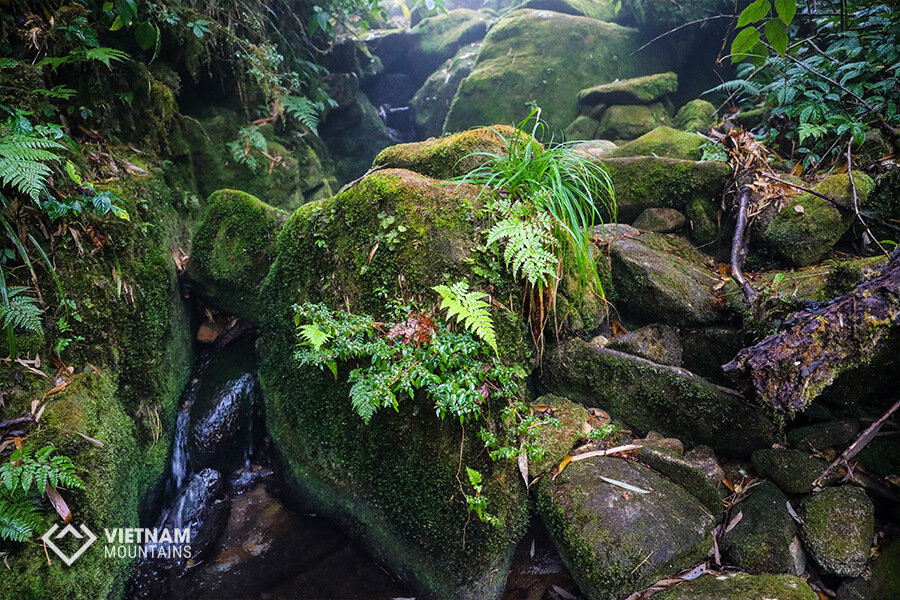 Majestic Forest in PoMaLung mountain