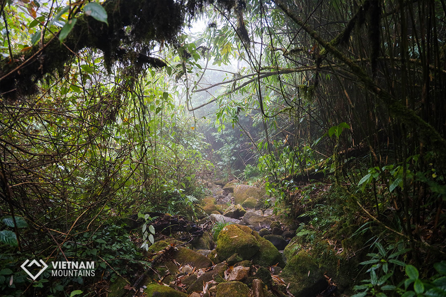 Majestic Forest in PoMaLung mountain