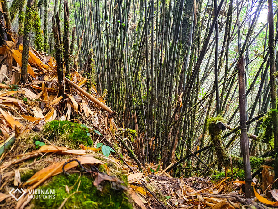 Majestic Forest in Po Ma Lung mountain