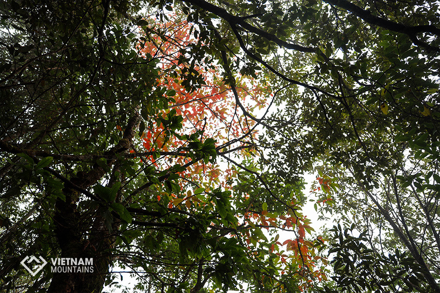 Some reds in green forest - PoMaLung mountain
