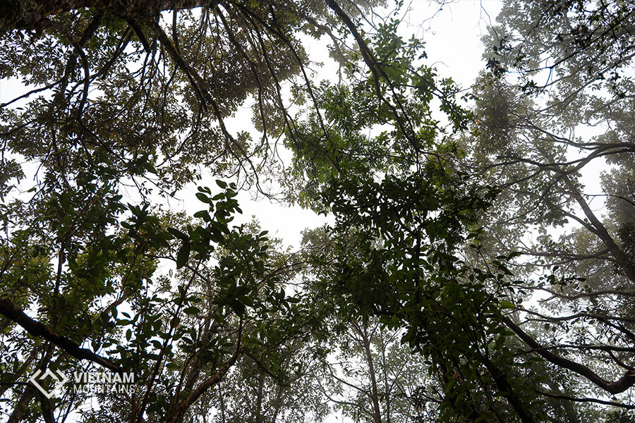Some reds in green forest - PoMaLung mountain