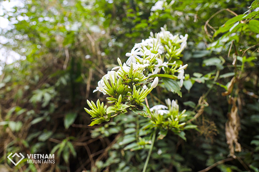The beautiful flowers in Putaleng Mountain The beautiful flowers in Putaleng Mountain