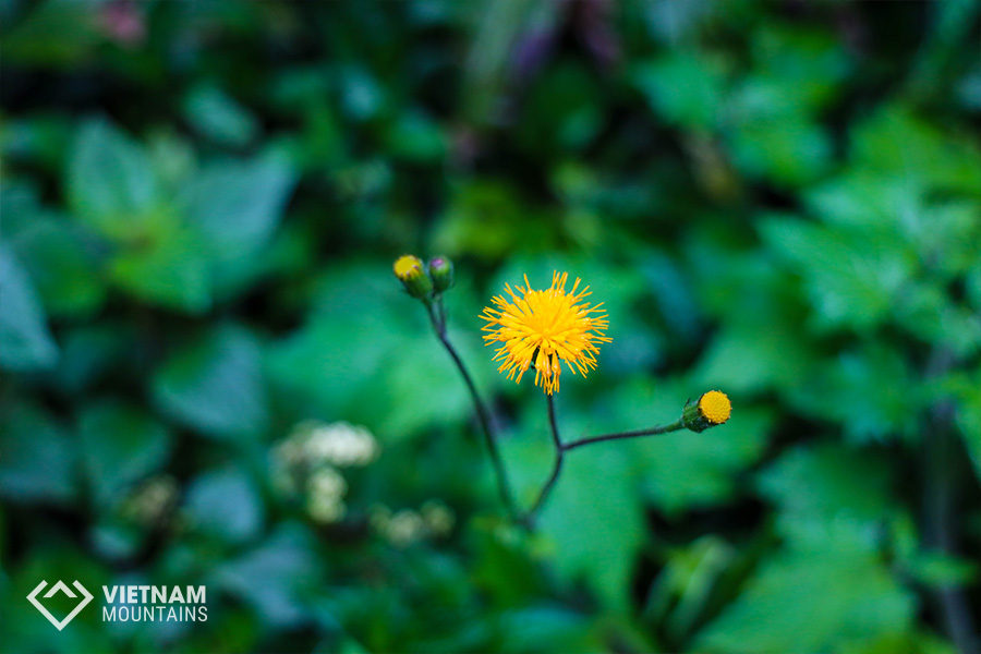 The beautiful flowers in Putaleng Mountain The beautiful flowers in Putaleng Mountain