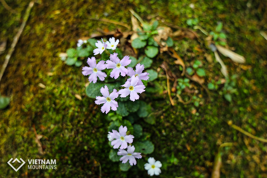 The beautiful flowers in Putaleng Mountain The beautiful flowers in Putaleng Mountain