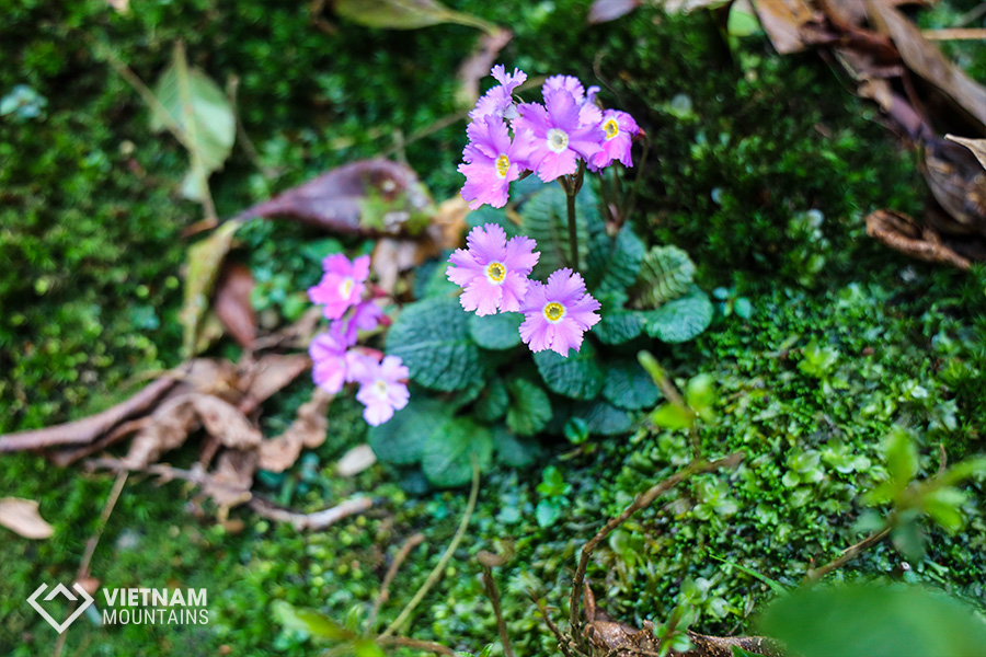 The beautiful flowers in Putaleng Mountain The beautiful flowers in Putaleng Mountain