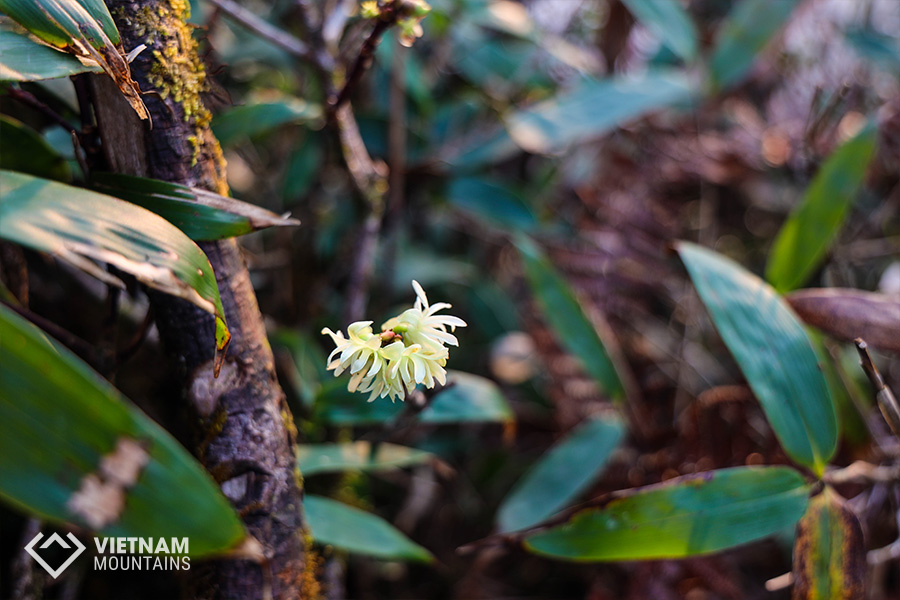 The beautiful flowers in Putaleng Mountain The beautiful flowers in Putaleng Mountain