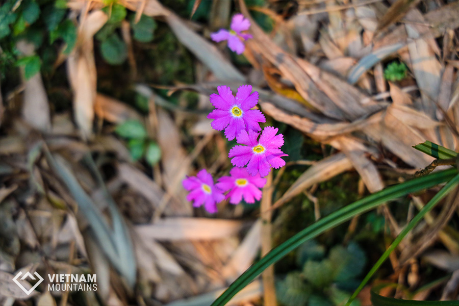 The beautiful flowers in Putaleng Mountain The beautiful flowers in Putaleng Mountain