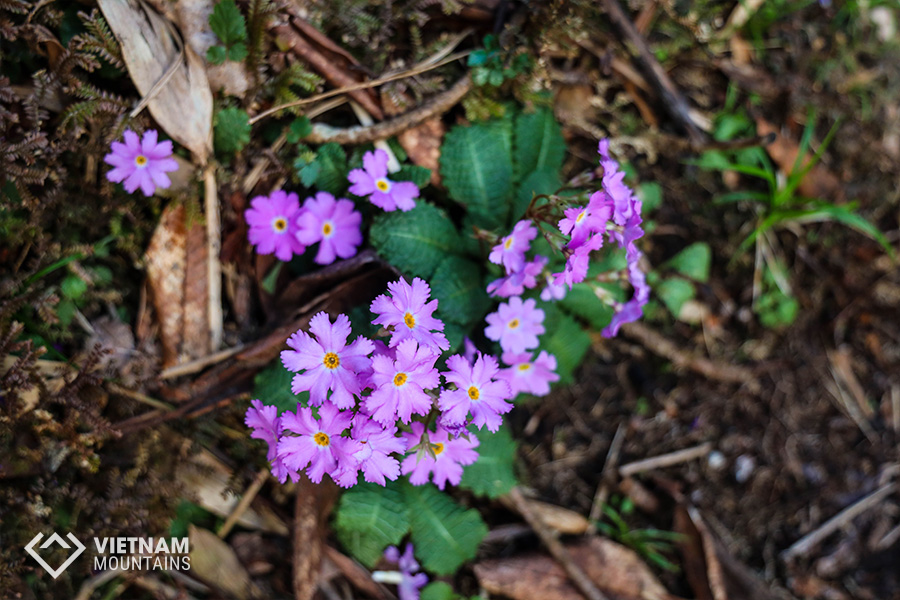 The beautiful flowers in Putaleng Mountain The beautiful flowers in Putaleng Mountain
