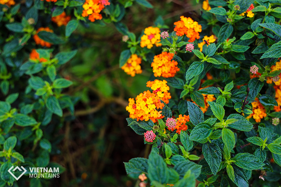 The beautiful flowers in Putaleng Mountain The beautiful flowers in Putaleng Mountain