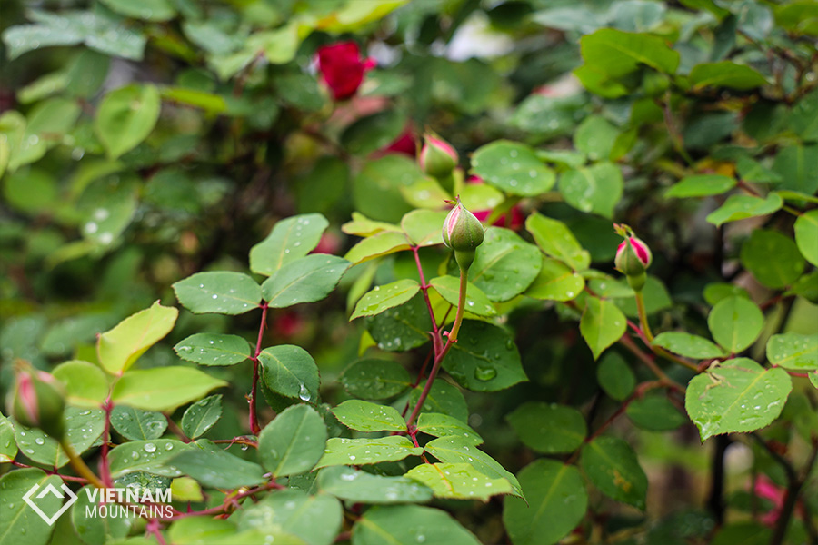 The beautiful flowers in Putaleng Mountain The beautiful flowers in Putaleng Mountain