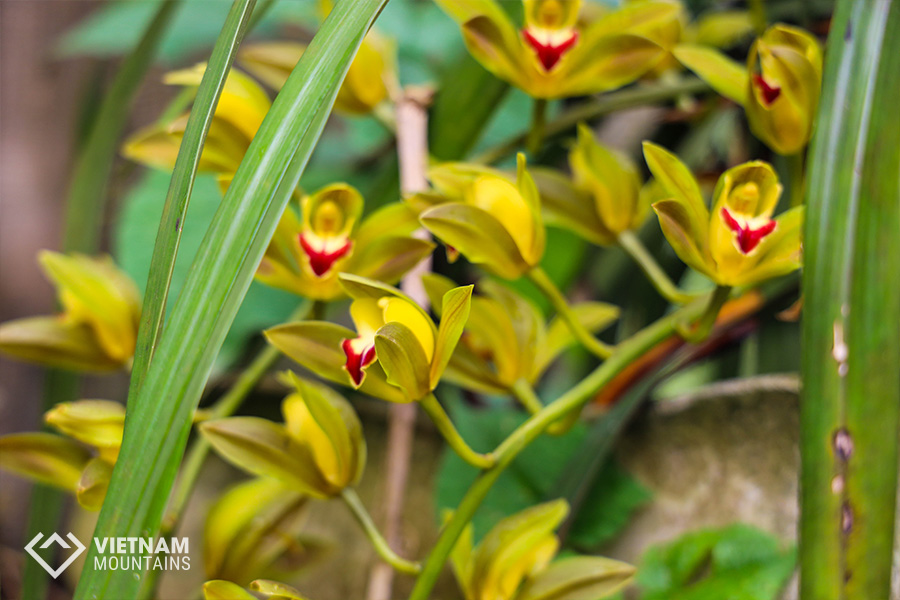 The beautiful flowers in Putaleng Mountain The beautiful flowers in Putaleng Mountain