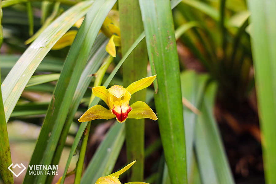 The beautiful flowers in Putaleng Mountain The beautiful flowers in Putaleng Mountain