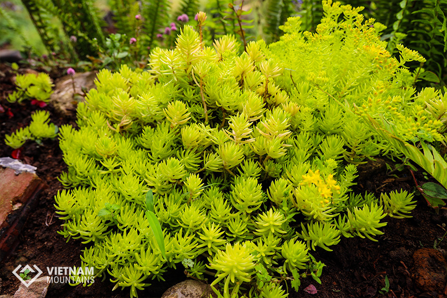 The beautiful flowers in Putaleng Mountain The beautiful flowers in Putaleng Mountain