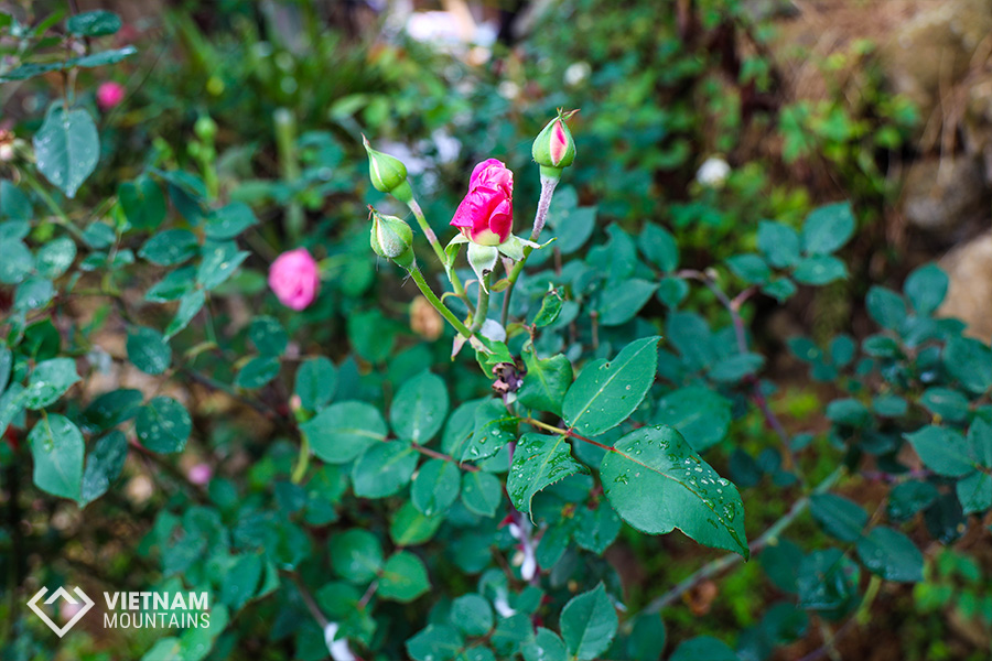 The beautiful flowers in Putaleng Mountain The beautiful flowers in Putaleng Mountain