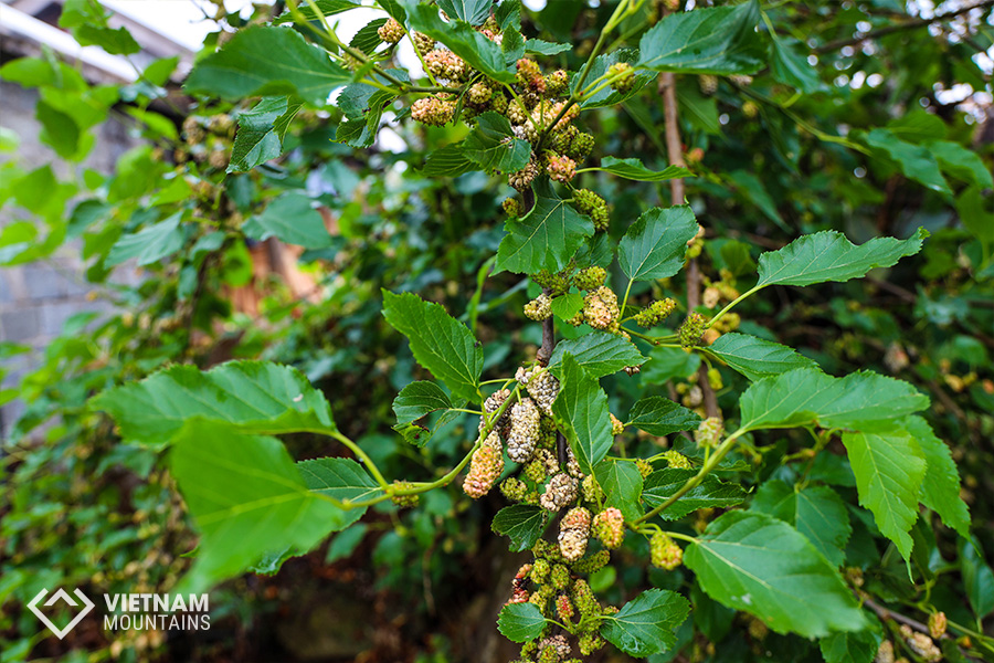 The beautiful flowers in Putaleng Mountain The beautiful flowers in Putaleng Mountain