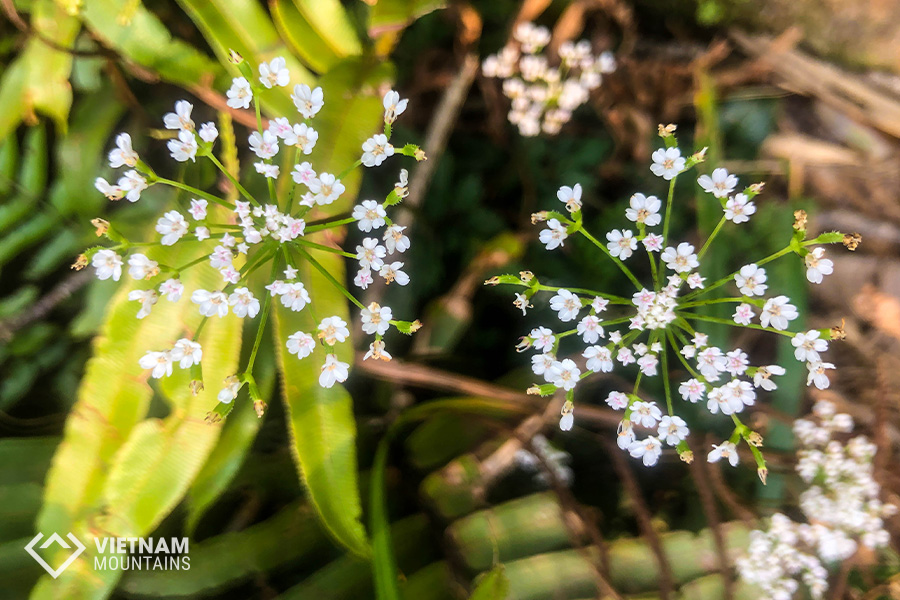 The beautiful flowers in Putaleng Mountain The beautiful flowers in Putaleng Mountain