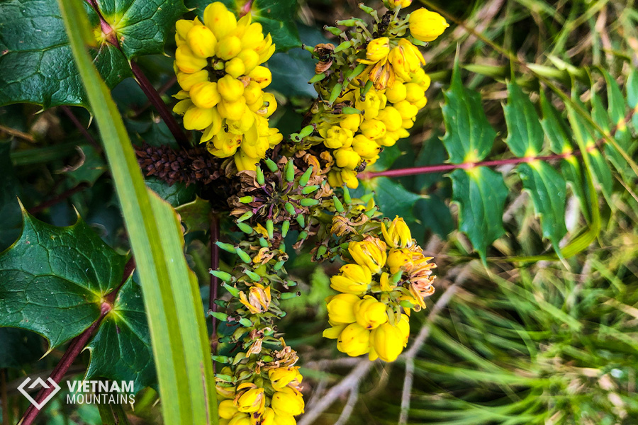 The beautiful flowers in Putaleng Mountain The beautiful flowers in Putaleng Mountain