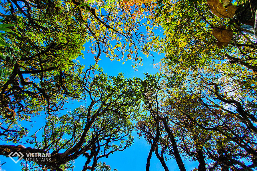 ancient trees in Ta Lien mountain