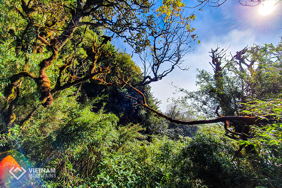 ancient trees in Ta Lien mountain