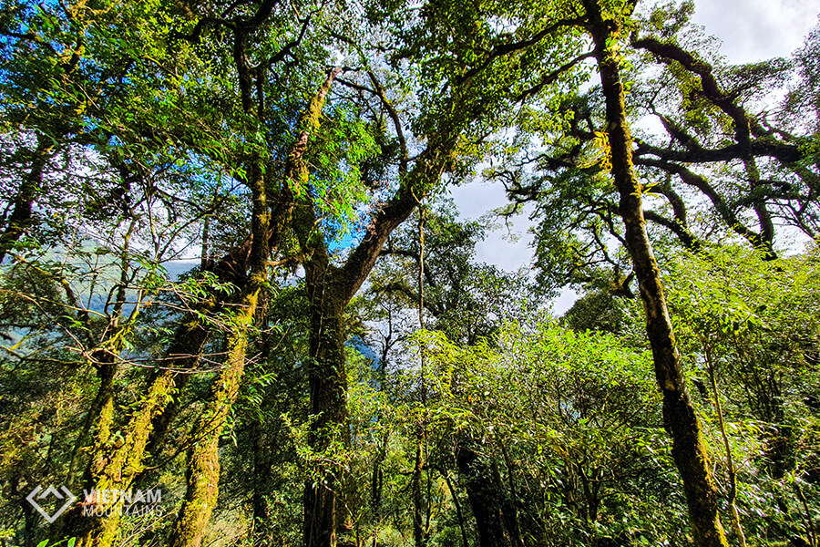 ancient trees in Ta Lien mountain