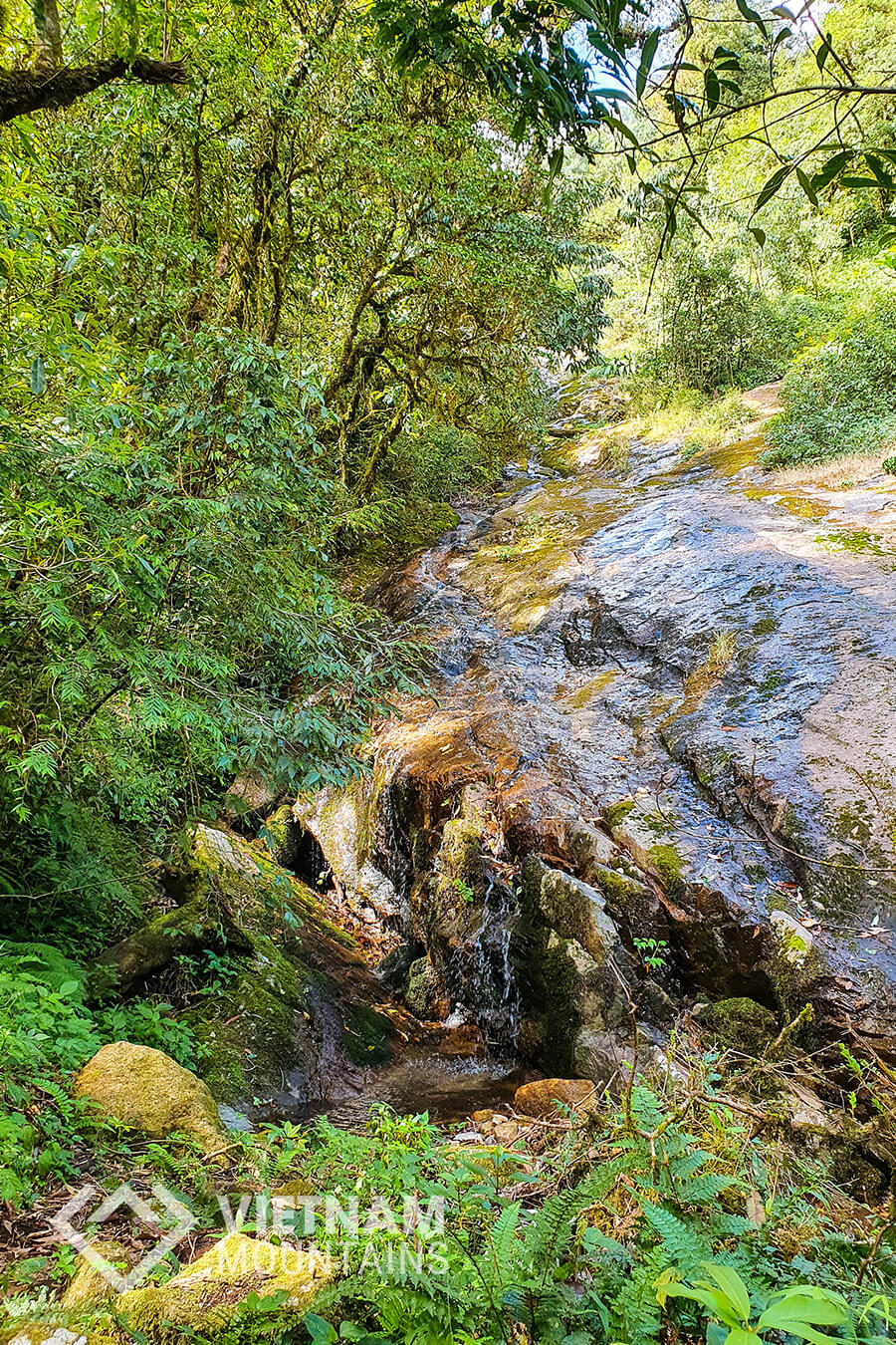 ancient trees in Ta Lien mountain