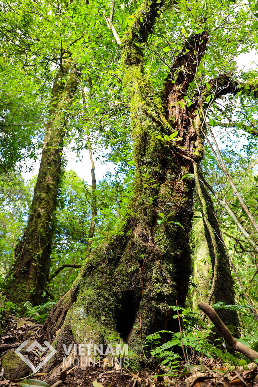 ancient trees in Ta Lien mountain