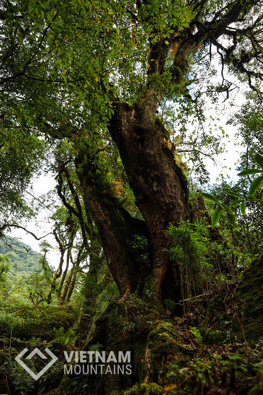 ancient trees in Ta Lien mountain
