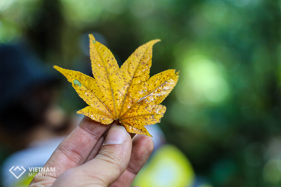 maple leaves in Ta Lien mountain