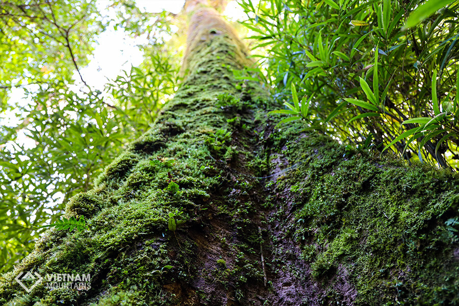 ancient trees in Ta Lien mountain