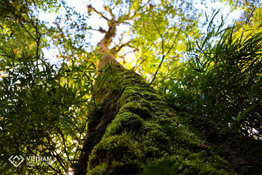 ancient trees in Ta Lien mountain