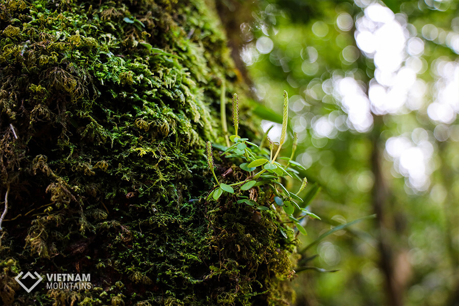 ancient trees in Ta Lien mountain