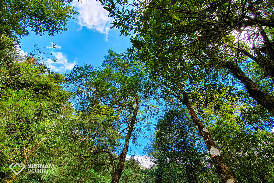 ancient trees in Ta Lien mountain