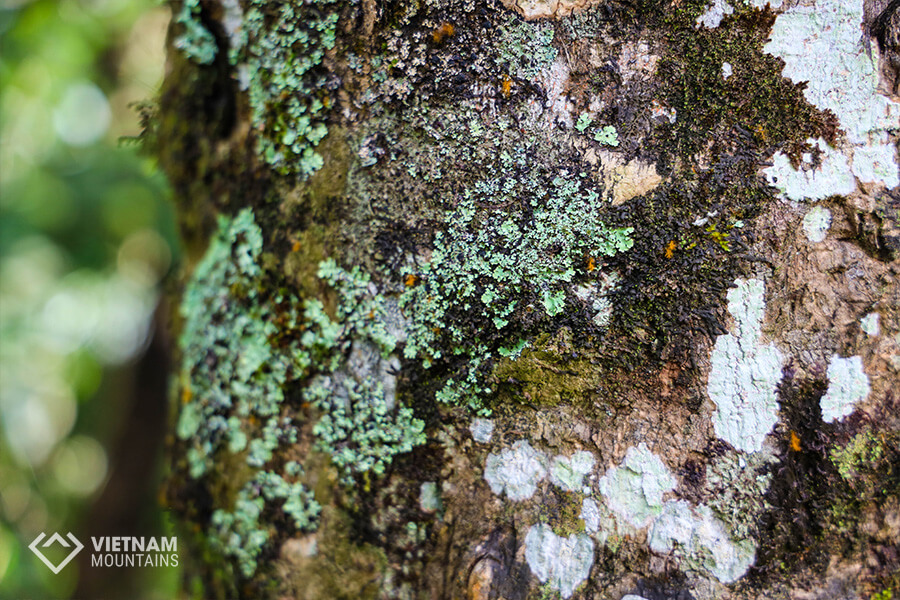Nature at Ta Lien mountain